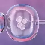 tulip IVF