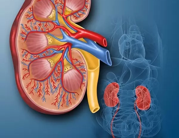  When Is It Time to Visit a Kidney Specialist?