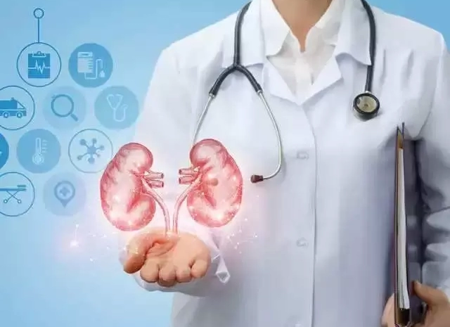  Kidneys: The Silent Workers of Your Body