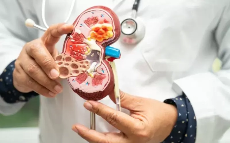  What Does a Nephrologist Actually Do?