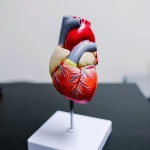 Human Heart Anatomy