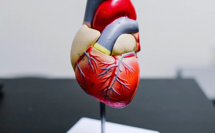  Why Does a Heart Suddenly Stop? Understanding Cardiac Arrest