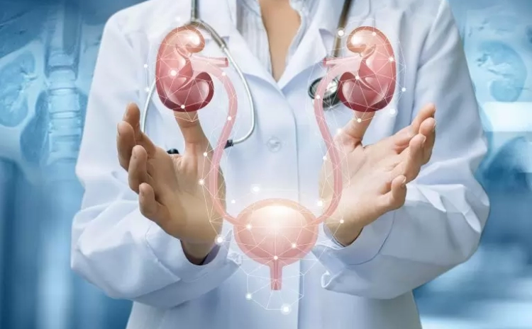  When to See a Urologist? Signs Your Body Shouldn’t Ignore