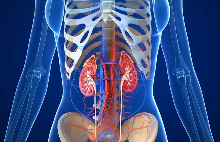  Urology 101: Understanding Your Urinary and Reproductive Health