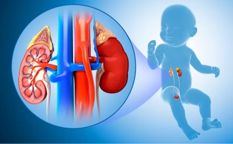  Pediatric Urology: Common Issues in Children and Their Solutions