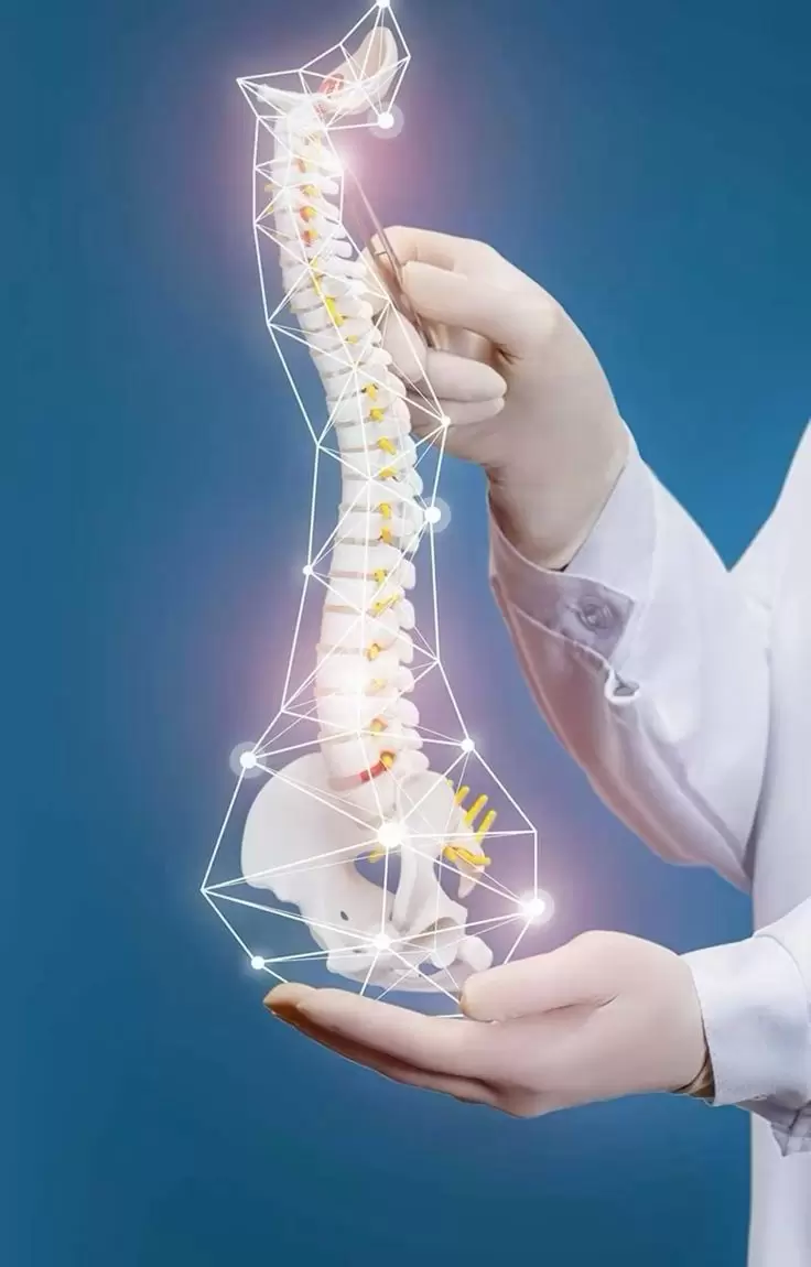 Human Spine model